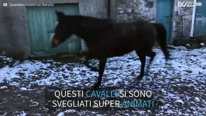 Escono a correre sulla neve ma se ne pentono!