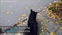 L'emozione del cane nel rivedere la padrona