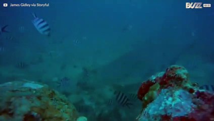 Un bagnetto coraggioso... in mezzo agli squali!