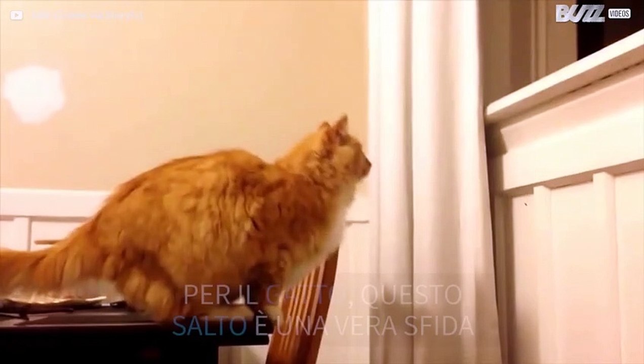 Gatto fallisce miseramente il salto!