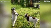 Una capra si distrae e l'amica la colpisce