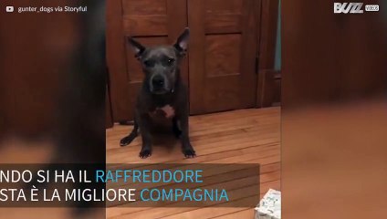 Cagnolino porta i fazzoletti alla padrona