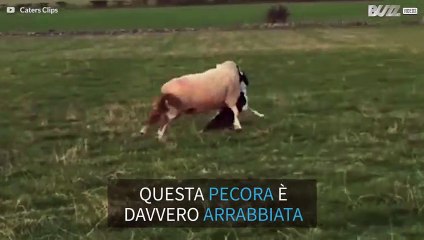 Pecora inferocita attacca un cane