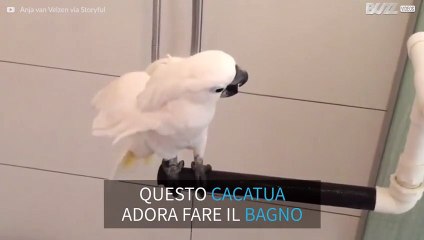 Questo cacatua adora fare la doccia