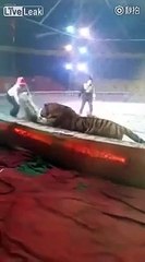 نمور تهاجم حصان في سيرك.