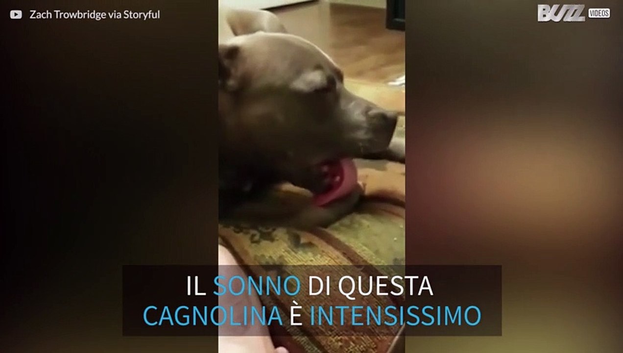 Cane si addormenta mentre si lecca!