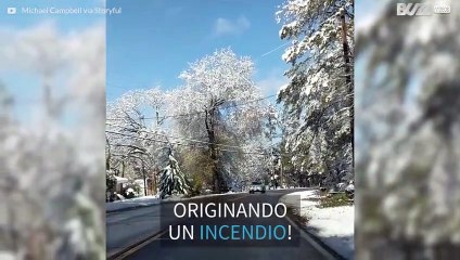 Albero prende fuoco toccando dei cavi ellettrici