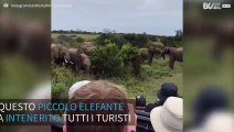 Piccolo elefantino scivola vicino ai turisti inteneriti in Africa del Sud