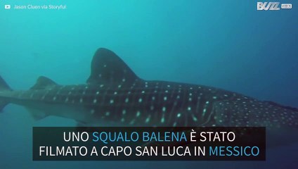 Raro esemplare di squalo balena in Messico
