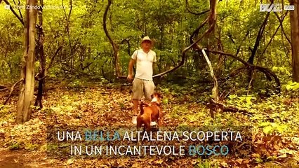 Cane e padrone scoprono l'altalena perfetta in un bosco