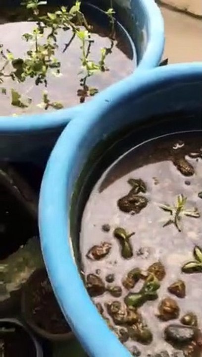 aquatic plants