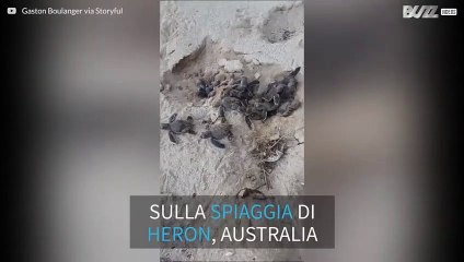 Hai mai visto 'un'eruzione' di tartarughe?