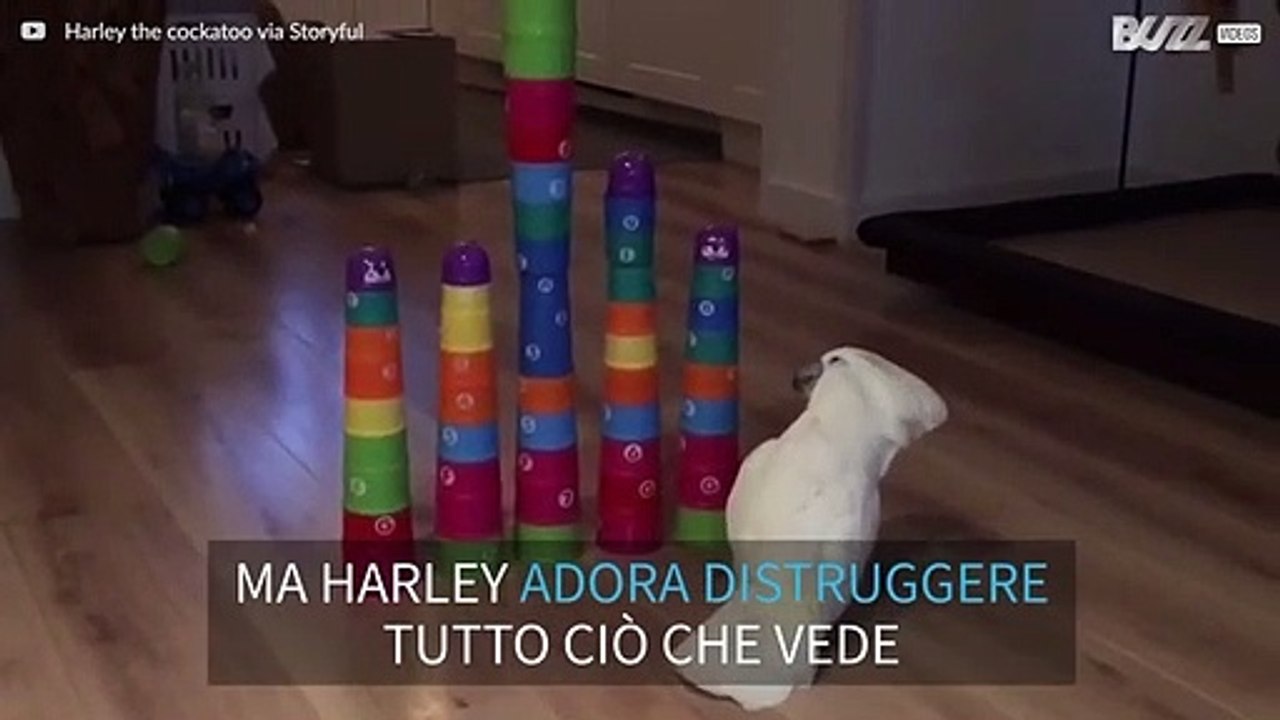 Questo è Harley, il cacatua distruggitore
