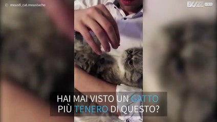 Hai mai visto un gattino così tenero?