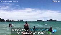 Delfini giocherelloni nuotano con i bagnanti