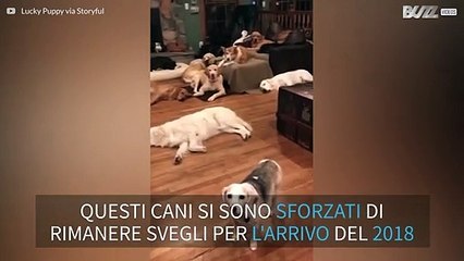 Decine di cani addormentati la notte di capodanno