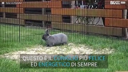 Hai mai visto un coniglio iperattivo?
