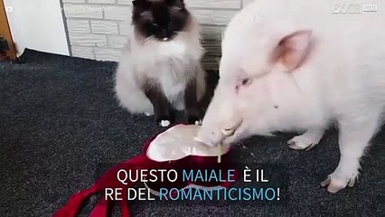 Maialino prova a conquistare il cuore della sua amata