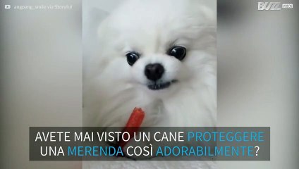 Cane protegge le sue prelibatezze in modo adorabile