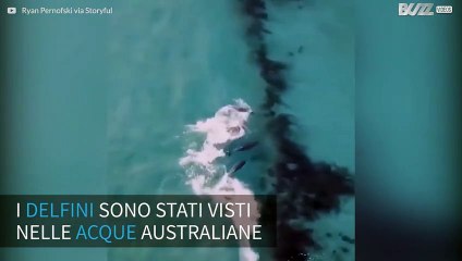 Anche i delfini fanno surf, che meraviglia!