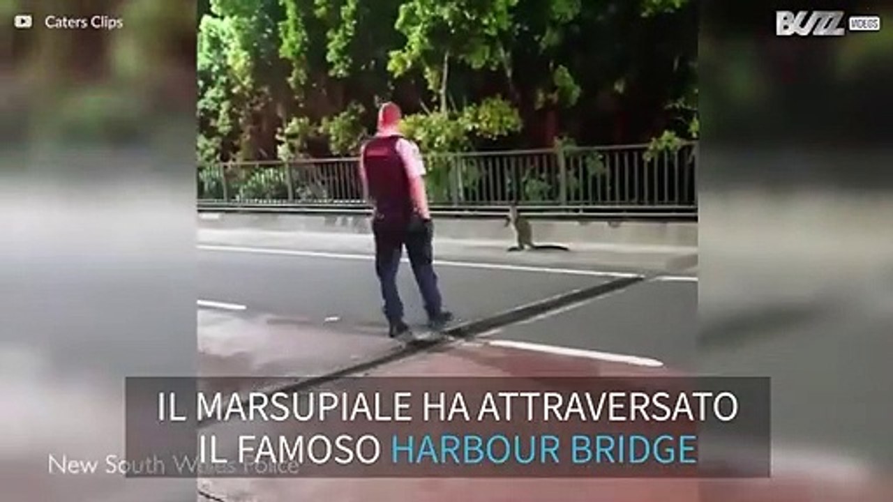 Marsupiale blocca il traffico sul ponte Harbour a Sidney