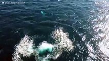 Drone riprende le fantastiche acrobazie di una rara balena grigia