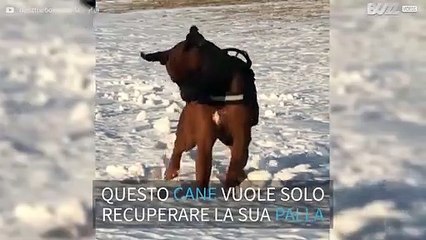 Come scavare una fossa, il cane lo sa!