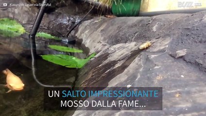 Salta fuori dall'acqua per catturare la preda