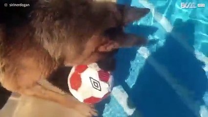Cane lancia la palla in piscina e si tuffa per riprenderla