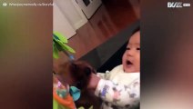 Una piccola cagnetta gioca nella sediolina con un bebè