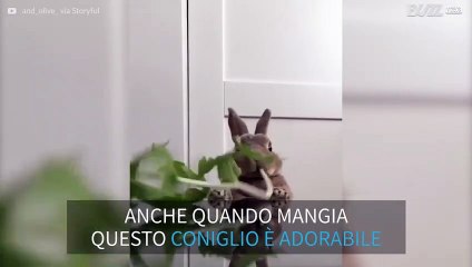 L'adorabile coniglietto divora verdura!