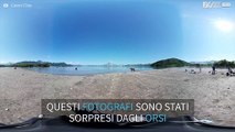 Fotografi sorpresi da un gruppo di orsi selvatici!