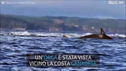 Incontro mortale tra un'orca e i leoni marini