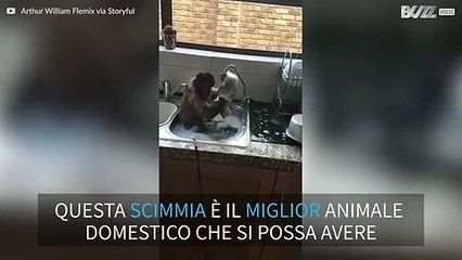 Una scimmia che lava i piatti