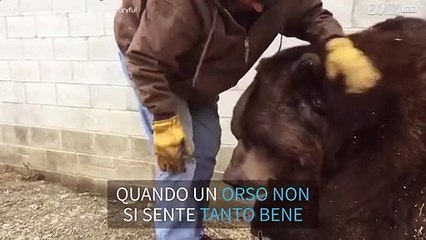 Anche gli orsi hanno bisogno di coccole!