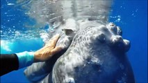 Hai will Taucher attackieren – dann taucht plötzlich ein Wal auf