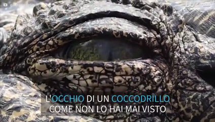 Hai mai visto l'occhio di un coccodrillo da così vicino?