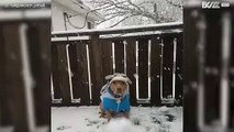 Pitbull prende al volo una palla di neve