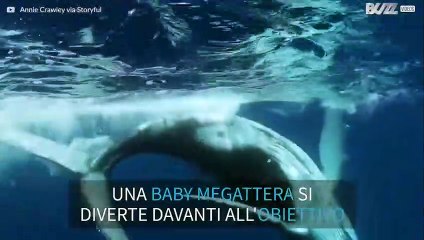La baby megattera mostra la sua felicità alla telecamera