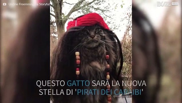 La nuova stella dei 'Pirati dei Caraibi' è un gatto!
