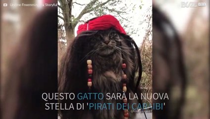 La nuova stella dei 'Pirati dei Caraibi' è un gatto!