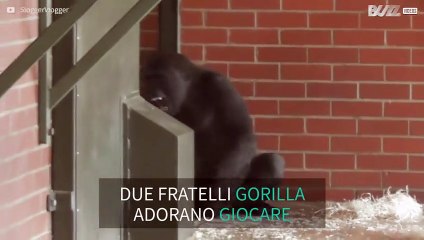 Fratelli gorilla giocano affettuosamente