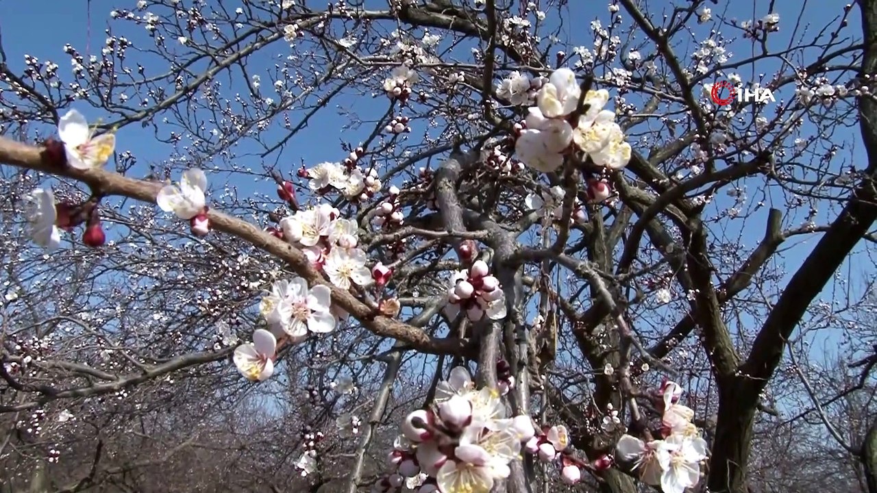 Kayısı başkenti Malatya’da kayısı çiçekleri açtı
