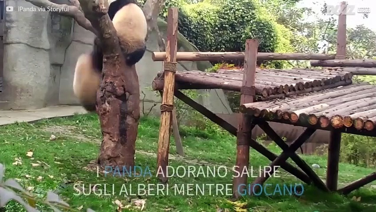 I panda che cadono dall'albero
