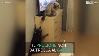 Un procione e un gatto possono essere amici? Certamente!