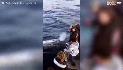 Balena saluta i turisti in modo estremamente insolito