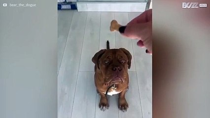 Mangiare un biscotto non è così facile come sembra!