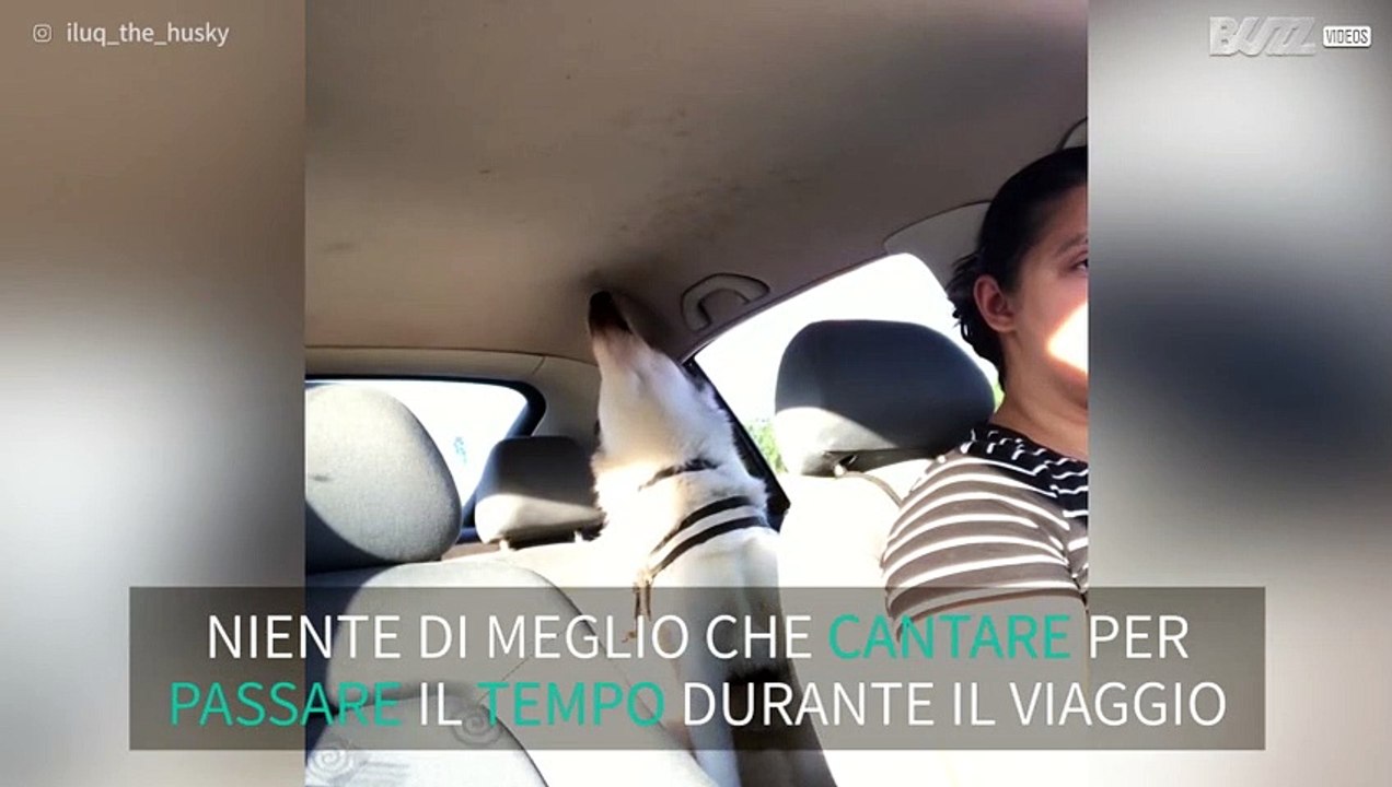 Cane husky ha un enorme talento per il canto