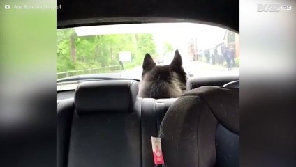 L'husky che adora cantare durante i viaggi in macchina