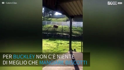Il vitello che adora i biscotti al cioccolato